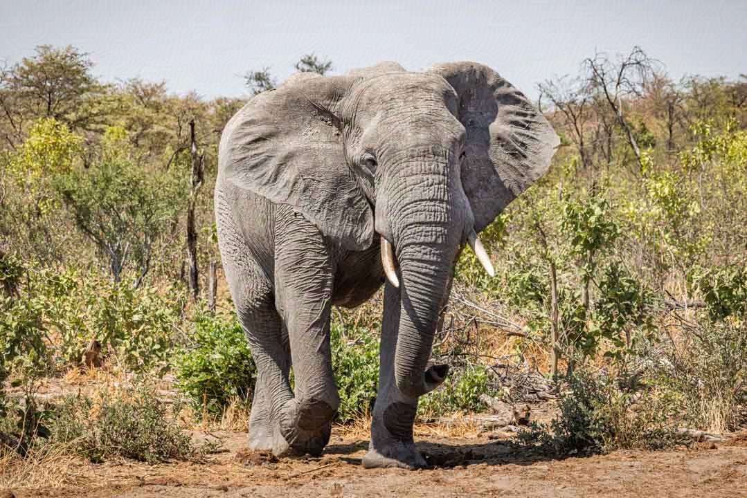 Ein Elefant in der Landschaft