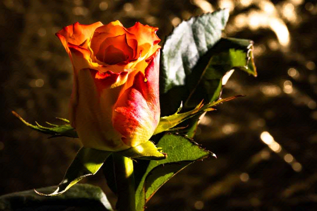 Orangene Rose vor goldenem Hintergrund