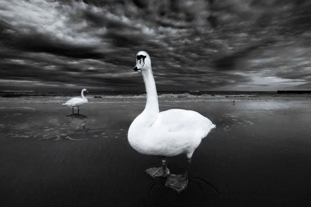 Zwei Schwäne am Meer