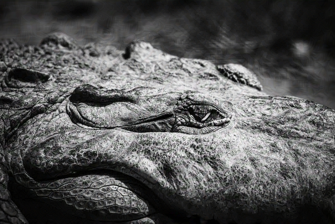 Auge eines Krokodils