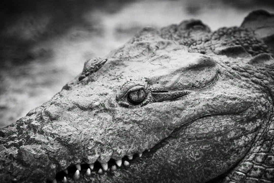Maul eines Krokodils