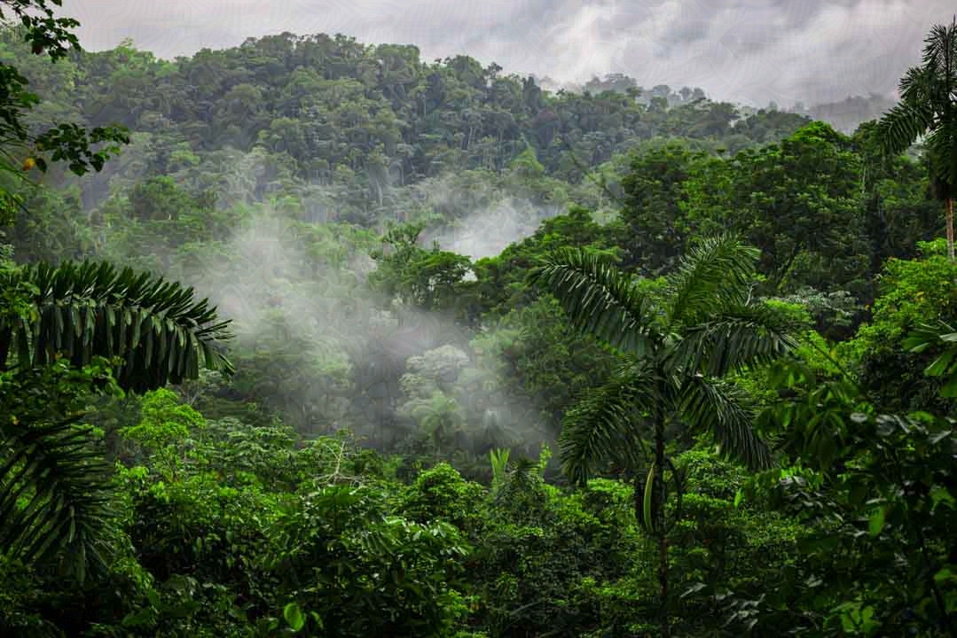 Nebelwalt in Costa Rica