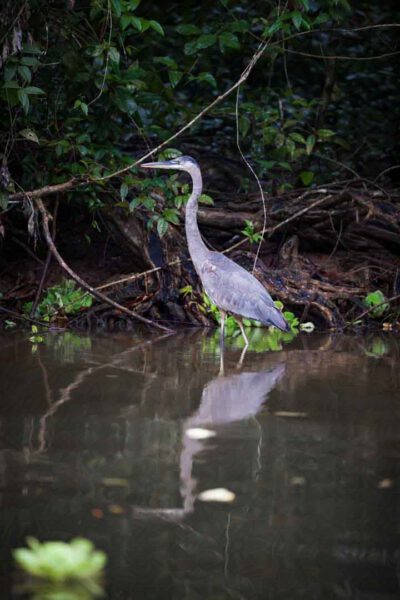 Kanadareiher in einem Fluss wartend