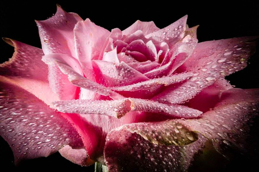 Nasse Rose im Studio