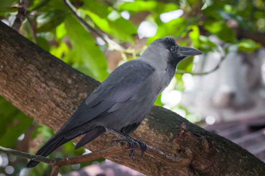Glanzkrähe auf dem Ast in Sri Lanka