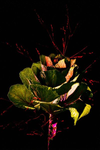 Studioaufnahme eines Zierkohls