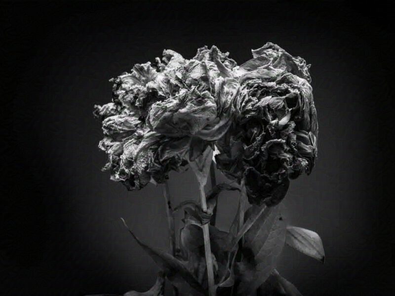 Pfingstrosen im Studio