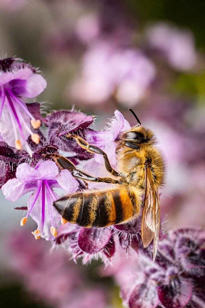 Honigbiene an Blüte