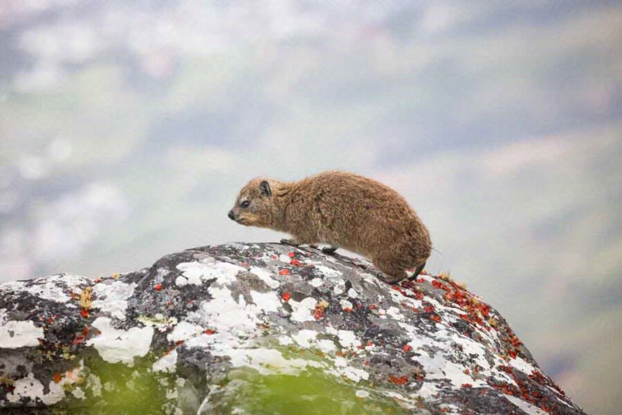 Klippschliefer auf Tafelberg