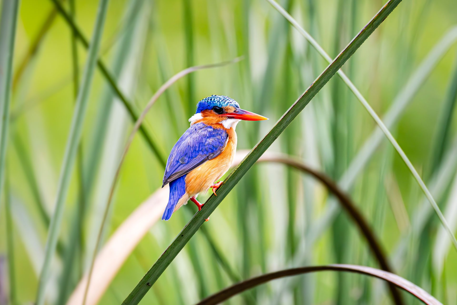 Malachite Kingfisher