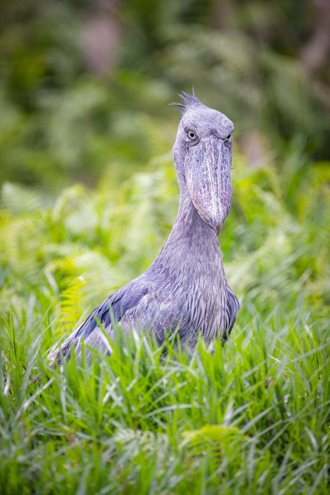 Schuhschnabel Storch