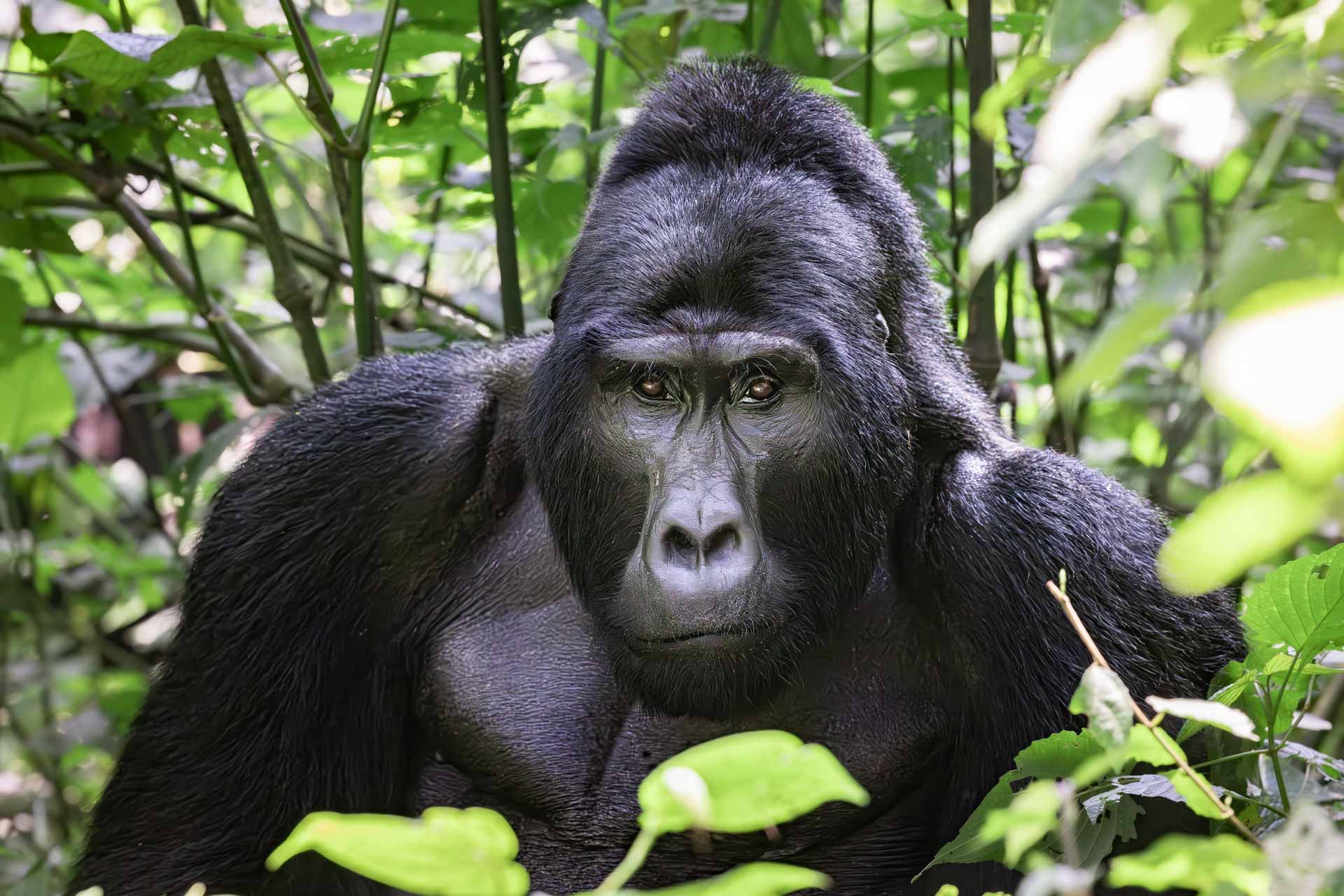 Lea Wilson 2024 Silverback Gorilla Silverback in Uganda