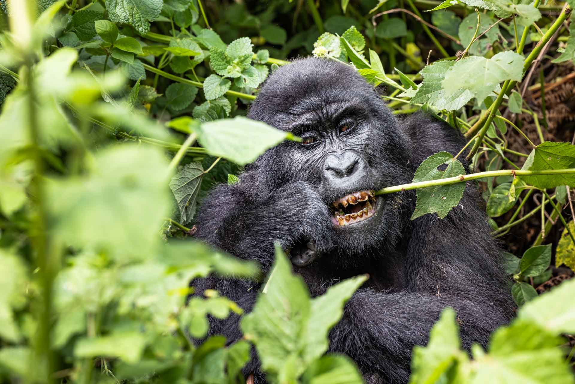 Gorilla beim fressen